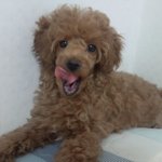 @사진 만땅@ 애<b>프리</b>푸들(남아) 키우려고 집나왔어요!!