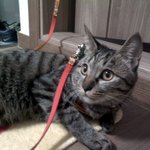 대전)냥이를찾습니당 ㅠㅠㅠ