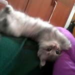 有느님! 대새는 개냥이