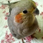 동물판) 악마견 못지않은 지랄조 (조조조조 새조)