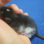 ★쥐판★★사진더올림!★★감사합니다:)햄스터판은가라!진짜쥐판이요기있당