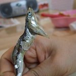 ㅇ0ㅇ!! <b>멸치</b>의 절규(부제 : 똥을 품은 <b>멸치</b>)