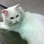 점점 <b>노숙</b>자가 되어가고있는 우리회사 고양이를 소개합니다.