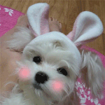 ★뽁뽁★이가꼬노는 우리두부를소개해요!