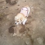 쓰레기집에서 사는 강아지들.....(수정)