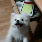 ★<b>울</b><b>집</b>강아지스피츠를소개함니다★
