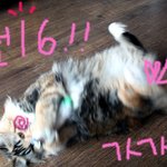 有有有★혼자보기아까운우리집냥이판★222222