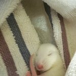 ▶햄스터?아니죠 래트죠(톡되자얘들아)◀