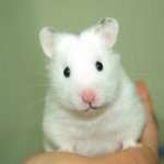 [사진多]  소세쥐를 품은 쥐