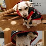 사진有)몇년전만해도 유기<b>견이</b>였던 우리예삐←