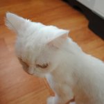 (고양이판/스압주의!) 저희집 활력소를 소개합니다!