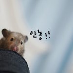 우리집 쥐를 소개해요