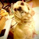 ☆★☆★우리집 강아지를 소개합니다!!! 사진有☆★☆★