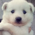 ★★★★★★★(사진有!!)있어~있어~우리집개있어~★★★★★★★★