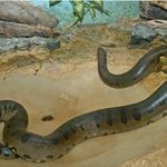 55555 정말 조심해야할 <b>동물</b>들