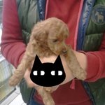 우리집의 해피 <b>바이러스</b> 콩이♥(사진 디따는 아니지만 많음!!)