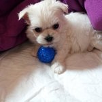 ★★★애기강아지.희동이★★★(사진많음주의)