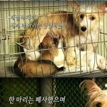 ▶▶▶<b>사지</b>마세요 입양하세요◀◀◀