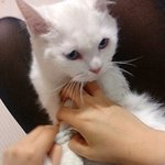 ★★★★★옛날에키우던 고양이 ㅠ.ㅜ★★★★★