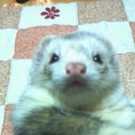 ☆★☆★★☆★☆☆콩이를소개합니다☆☆★☆★★☆★☆