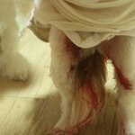 어이없는애견샵..