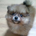 ◈◈◈ [사진 有!!!!!!!!] 뿌잉뿌잉 포메라이언 <b>둘리</b>~ ◈◈◈