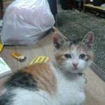 ㅇㅇ치킨 사장님 왜 튀기건가여 걍,,생닭을 주시지  신고를 안한이유...