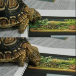 귀여운 <b>거북</b>이 ㅋㅋㅋㅋ