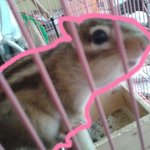 ♥♥♥햄스터가 아닌 <b>쥐</b>♥♥♥