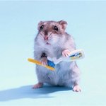 우리집쥐를소개합니다