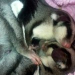 ★★★★희귀반려<b>동물</b>★★★★슈가글라이더~> 3< 다섯마리와의 사랑넘치는...