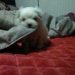 ((犬 판)) 우리집 애기소개해유