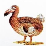 인간이 멸종시킨 <b>동물</b>