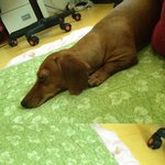 저희집 강아지가 짝짓기도 안했는데 젖이 나와요... 꼭 봐주세요...