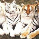 ★★★★(사진有) 저희가족은 호랑이가족 입니다 ★★★