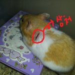 ★☆★☆★☆저희 집 햄스터 <b>상처</b> 좀 봐주세요 ☆★☆★☆★