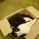 [고양이 판] 제가 자주가는 유기묘까페의 고양이들! (스압주의)
