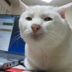 ★귀여움 100%<b>폭발</b> 3★고양이 판