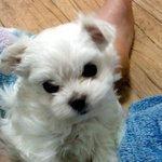 ☆★(사진有느님)우리집 코딱지콩이를 소개합니다★☆