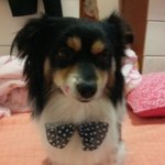 <b>바둑</b>이 누나의 자랑판