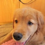 ♥♥♥♥♥우리집 골든리트리버 쎔을 소개합니다♥♥♥♥♥