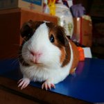 ○●(사진有) 이게 진정한 <b>소동</b>물판이다 ○●