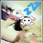 [냥판] 4차선 업둥이 가족 소개 <b>take</b>.1♥ 사진 多多