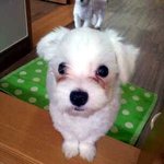 ★★ㅋㅋ천재강아지!!★★★