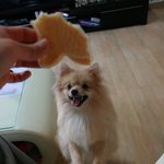 ☆[<b>폼</b>] 먹을꺼앞에서 눈빛이 반짝반짝. 한입만 주세요? 네? ★