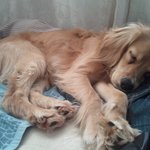 ★★대전<b>동구</b>★★갈색강아지를찾습니다