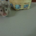 [햄스터판]저희집 햄토리들 소개해요!♡