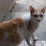<얼짱길냥이 <b>출산예정</b>> 아가냥 입양받고싶은 분들 클릭해주세요~(부산)