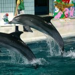 서울 돌고래 <b>방생</b>에 대하여..