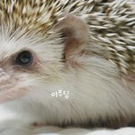 (+) 고슴도치판  팔불출누나의 동생자랑